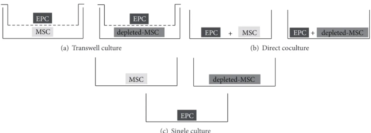 Figure 1: Cell culture setups. MSCs or depleted-MSCs were seeded with EPCs in transwell culture (a) or direct coculture (b)
