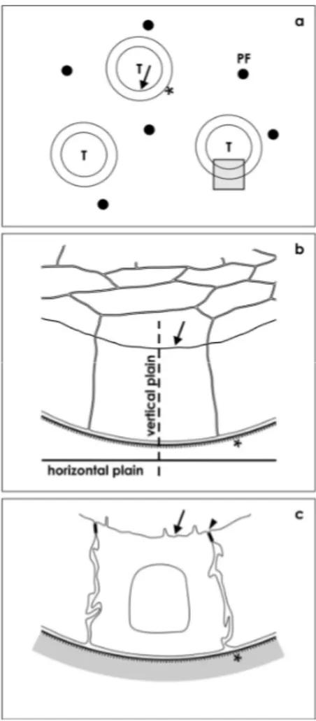Figure 8. Illustration depicts section plains of generated tubules. (a) By light microscopy  first semithin sections of tubules (T) are screened occurring between polyester fibers (PF)   of an artificial interstitium