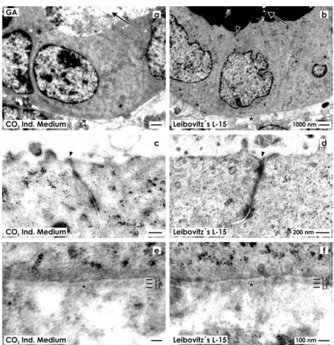 Figure 2. Transmission electron microscopy of renal tubules generated in CO 2  Independent  Medium (a,c,e) or Leibovitz’s L-15 Medium (b,d,f) after fixation in conventional  glutaraldehyde (GA) solution