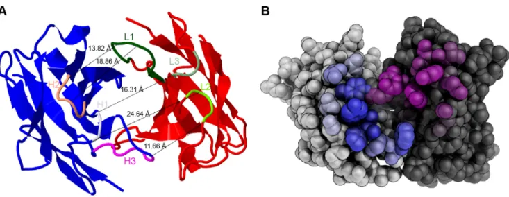 Figure 5. Structure of mAb 1340. (A) A model of mAb 1340 secondary structure shows the heavy (blue) and light (red) variable chain
