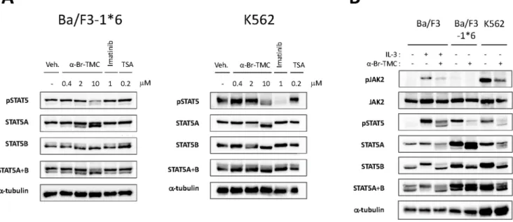 Figure 6. a-Br-TMC inhibits the STAT5 signaling pathway in both a JAK2-dependent and -independent manner