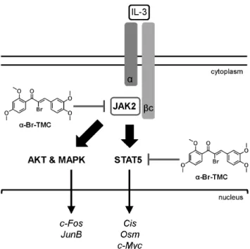 Figure 7. Model of inhibition of the JAK2/STAT5 pathway by a- a-Br-TMC. IL-3 binding to the a/bc chains of the IL-3 receptor leads to activation of the receptor-associated JAK2 tyrosine kinase by  trans-phosphorylation