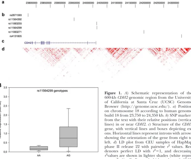 Figure 1. A) Schematic representation of the 600-kb CDH2 genomic region from the University of California at Santa Cruz (UCSC) Genome Browser (http://genome.ucsc.edu/)