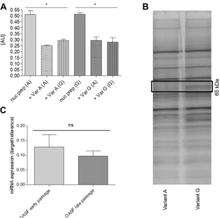 Figure 2. A) ELISA, performed with an ETS-1 antibody, did not show preferential binding to one of the 2 alleles of rs11564299