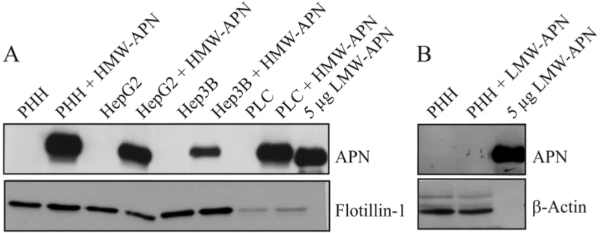 Figure 1. Adiponectin  (APN) in hepatocyte lysates. (A) Primary human hepatocytes  (PHH), HepG2, Hep3B and PLC/PRF/5 hepatoma cell lines were cultivated in the presence  of 10 µg/mL of high molecular weight (HMW)-APN for 24 h