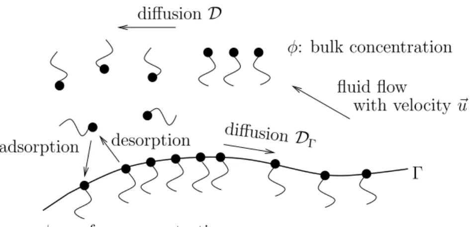 Figure 1: The different quantities and transport phenomena in the bulk and at the inter- inter-face are schematically illustrated.