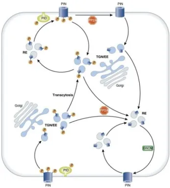 Figure  2-2  Schematic  illustration  of  phosphorylation-dependent  polarity  changes  of  PIN  proteins