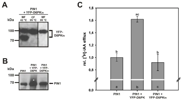 Figure 2-8 A kinase-inactive version of YFP-D6PK does not activate PIN1. (A) Western blot analysis of  YFP-D6PK in   in  protein  extracts  5 days after mRNA injection co-expressing the YFP-D6PK in  + PIN1