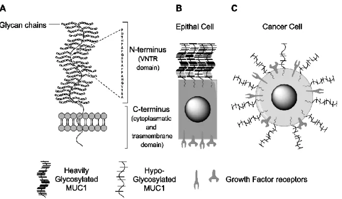 Figure  3.23:  A)  MUC1  structure  showing  the  different  domains  and  their  location;  B)  MUC1  expression  and  distribution  in  healthy  epithal  cells;  C)  MUC1  expression  and  distribution  in  cancer  epithal cells