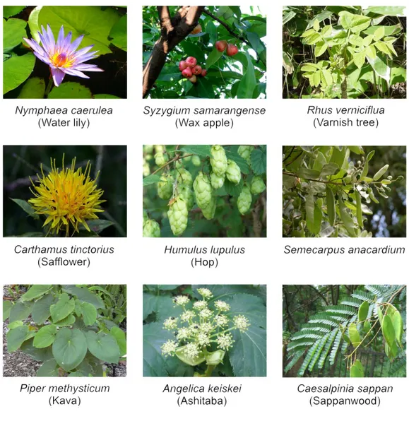 Figure 5: Some sources of chalcones. 