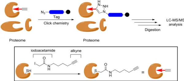 Figure 17: The approach of labeling cysteine residues of proteins using ABP and click chemistry