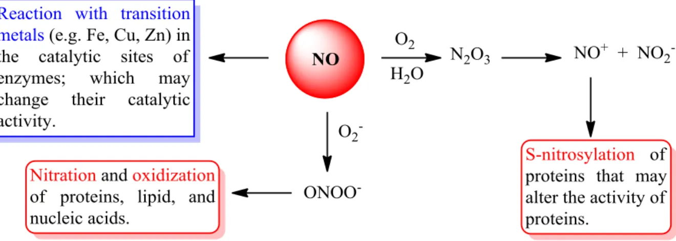 Figure 22: Molecular mechanisms that mediate the biological activities of NO.  