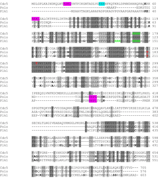 Abbildung 3.4 Sequenzvergleich der Polo-Kinasen Cdc5 aus S. cerevisiae, Polo aus D. melanogaster und  der humanen Plk1