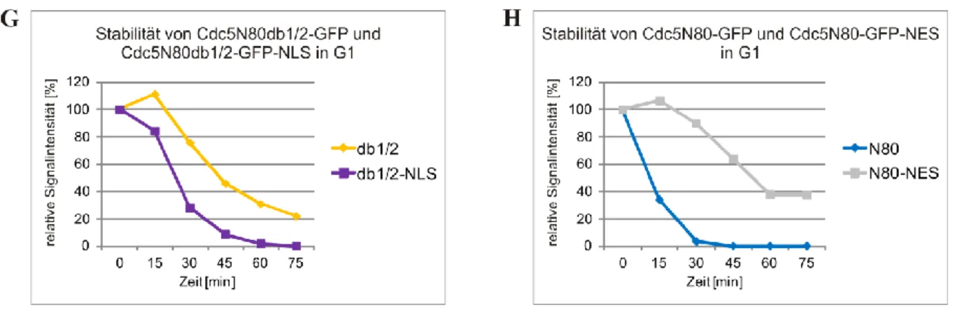 Abbildung 4.7 Kernlokalisation ist notwendig für den Abbau von Cdc5N80-GFP in G1 