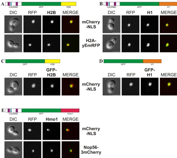 Abbildung 4.8 Co-Lokalisation von Cdc5N80-GFP-Derivaten mit Kern-, Histon- und Nukleolus-Markern  Die  Zellen  der  Stämme  (A)  W12364  (ura3::pGAL1-MYC3-cdc5N80-GFP-HTB1-tCYC1-URA3   trp1::pTEF2-mCherry-NLS-tCYC1-TRP1)  und  W12246  (ura3::pGAL1-MYC3-cdc