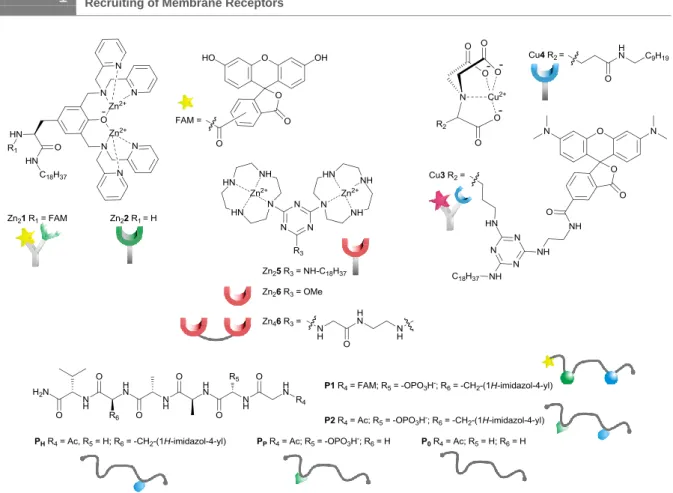 Figure  S1.  (a)  Schematic  recognition  of  P1  in  homogeneous  aqueous  solution  by  previously  developed  receptors 26   Zn 2 6  and  Zn 4 6;  (b)  Schematic  recognition  of  P1  by  membrane-embedded  receptor Zn 2 5 in DSPC and DOPC vesicles