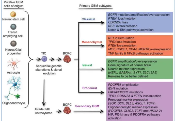 Abbildung  3:  Das  Cancer  Genome  Atlas  Network  katalogisierte  vor  kurzem  wiederholt  auftretende  genomische  Alterationen  in  Glioblastomen