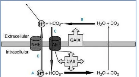 Abbildung 8: Dargestellt ist die potentielle Funktion der CAIX in der pH-Regulation von Tumoren