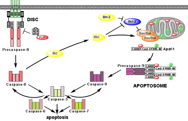 Figure 1. Extrinsic or death receptor pathway (left) and intrinsic or mitochondrial pathway (right)