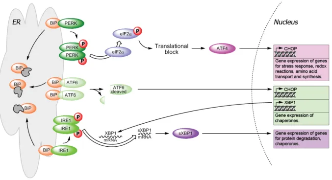 Figure 2. Unfolded protein response (UPR) pathway. Release of transducer proteins PERK, ATF6 and IRE1  by BiP upon aggregation of unfolded proteins (depicted in grey) within the ER leads to the activation of  transcription factors and gene expression of ge