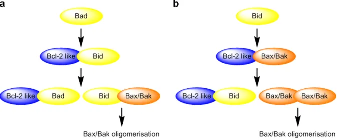 Figure 4. Models for Bax and Bak oligomerisation.  (a) Direct activation model. BH3-only proteins can be  divided into ‘sensitizers’ or ‘derepressors’ (e.g