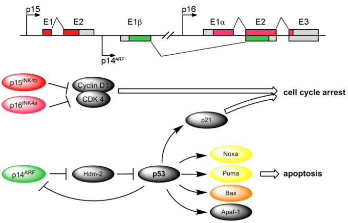 Figure 5. Schematics of the INK4b-ARF-INK4a locus. Activation of different pathways by transcribed genes: 