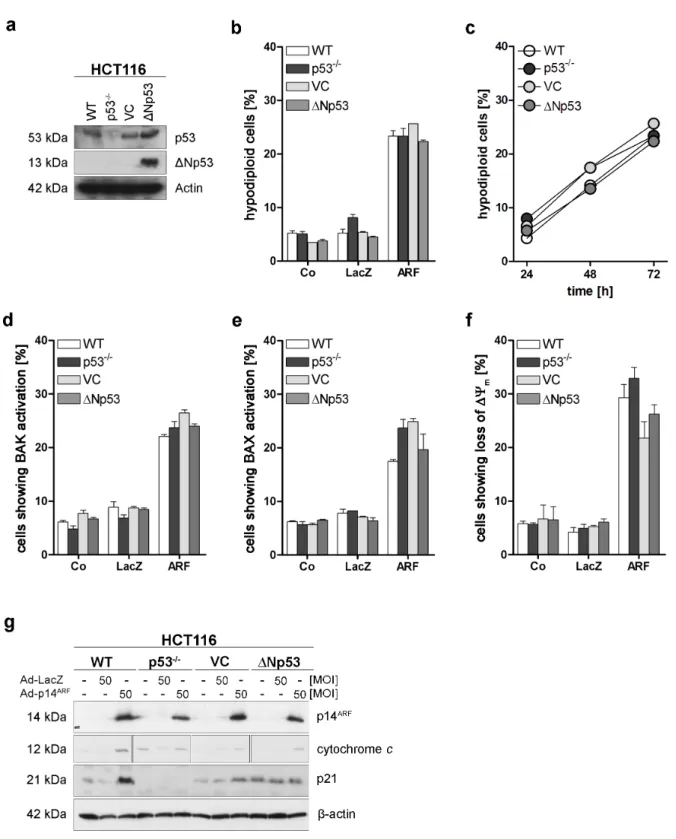 Figure 9. p53-family independent induction of apoptosis by p14 ARF  in HCT116 cell lines