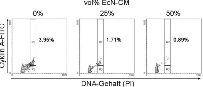 Abb. 3: Expression von Cyklin A in Relation zum DNA-Gehalt. Auf der X-Achse findet sich der  DNA-Gehalt, die Y-Achse repräsentiert die Cyklinexpression