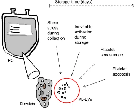 Figure I-2: Potential mechanisms  behind the presence of platelet-derived extracellular vesicles  (PL-EVs) in plateletpheresis concentrates (PCs) 
