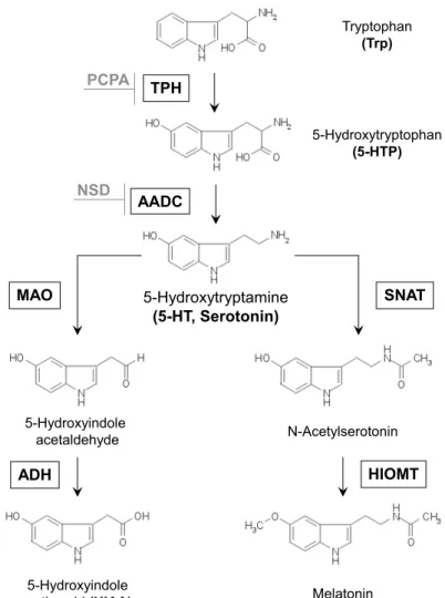 Figure 1 : Serotonin synthesis and metabolism. TPH: tryptophan hy- hy-droxylase, AADC: aromatic amino acid decarboxylase, PCPA: