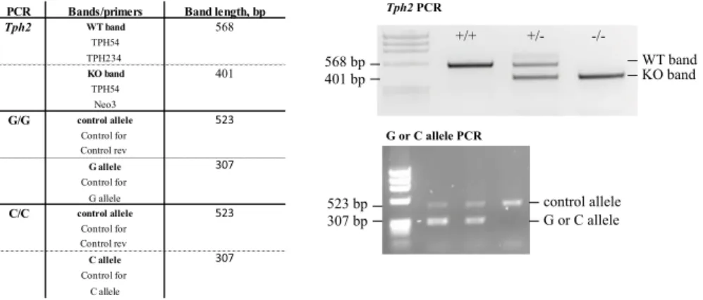 Table 7 : Primers used for genotyping of mice