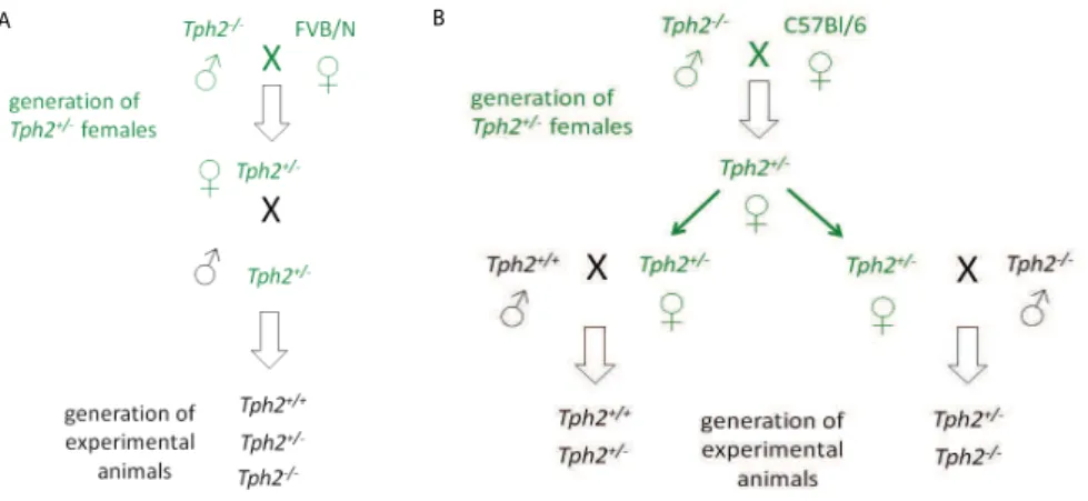 Figure 3 : Breeding scheme used for obtaining Tph2 -/- , Tph2 +/- , and Tph2 +/+ animals for A)