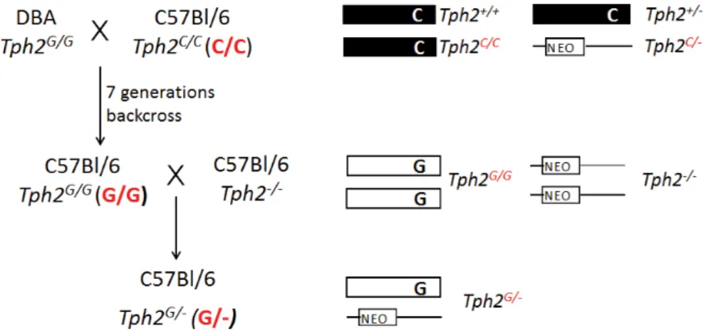 Figure 4 : Breeding scheme used for obtaining experimental Tph2 C/C , Tph2 G/G , and Tph2 G/- animals