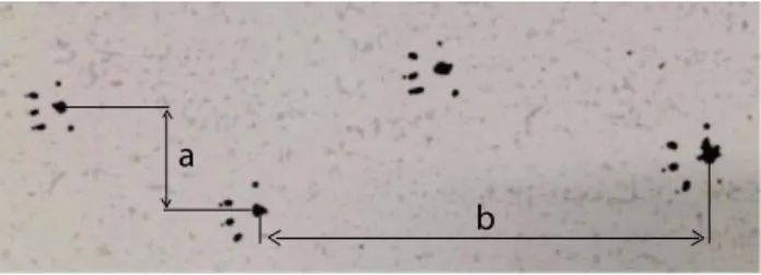 Figure 5 : Representative picture of foot prints. a – stride width, b – stride length