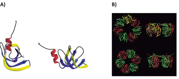 Abbildung  3  Verschiedene  Darstellungsmöglichkeiten  des  Sm-Proteins.  A)  Sekundärstruktur  des  Sm-Proteins  aus  Archaeoglobus fulgidus dargestellt in zwei Orientierungen