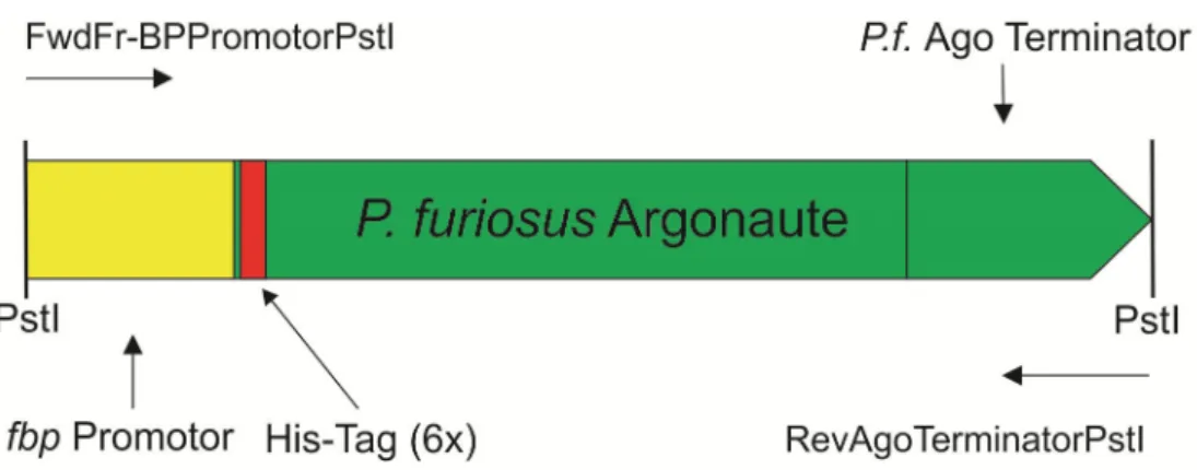 Abbildung 4 DNA-Konstrukt in den Vektor pYS3 zur Expression in P. furiosus. Das Insert besteht aus dem Fructose-1,6- Fructose-1,6-Bisphosphatase (fbp)-Promotor (gelb) und dem Argonaute-Genabschnitt plus Terminator (grün)