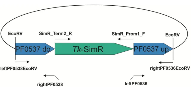 Abbildung  8  Plasmid  pUC19-∆PF0537::Tk-SimR.  Gezeigt  werden die  zur  Amplifikation  benutzten  Primer  sowie  die  zur  Fusion eingesetzten Fragmente
