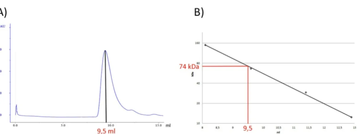 Abbildung  10  Auswertung  der  Ergebnisse  der  LSm-Protein  Gelfiltration.  A)  UV-Elutionsprofil  des  LSm-Proteins  an  der  Superdex  75  10/300  GL  Säule