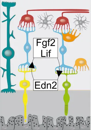 Figure 14: The response of photoreceptors to injury: EDN2, LIF and FGF2 