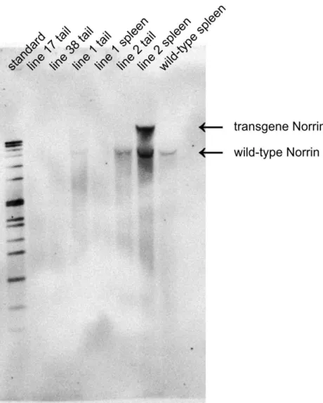 Figure 15: Southern blot analysis of the different Rpe65-Norrin founder mouse lines 