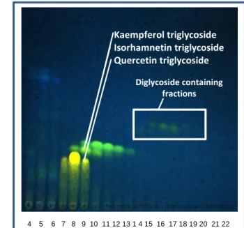 Figure 20: Semipreparative HPLC chromatogram of the  triglycosides at 349 nm. CC according to 2.2.6.3