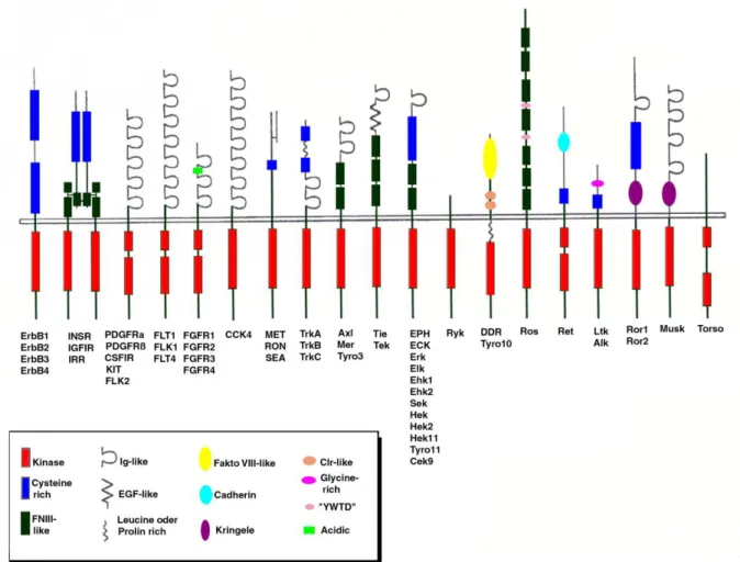 Abb. 1: Subfamilien der Rezeptortyrosinkinasen (RTK): Dargestellt sind die verschiedenen Rezeptor-Tyrosinkinasen und  ihre  funktionellen  Domänen
