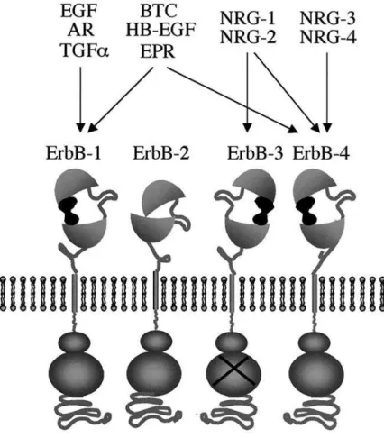 Abb. 2: Die Familie der ErbB-Rezeptoren und ihre Liganden (79) 