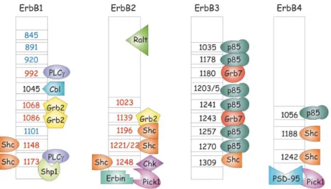 Abb. 4: Unterschiede der einzelnen ErbB-Rezeptoren in ihren Tyrosinresten und ihren intrazellulären Bindungspartnern  (88)