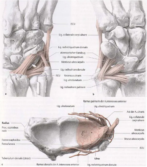 Abb. 4 a – c Ulnokarpaler Komplex (triangular fibrocartilage complex, TFCC) 142    a Ulnokarpaler Komplex von dorsal                  ECU  Sehne und Sehnenscheide des M