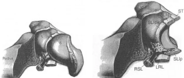 Abb.  5    Die  proximale  Handwurzelreihe  mit  interossären  Bändern  von  radial/  proximal  (links) und die drei Zonen des Lig