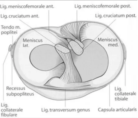 Abbildung 1.1: Horizontalschnitt durch das Kniegelenk proximal der Meniskusebene [12]