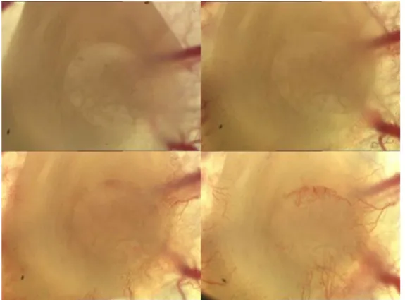Abbildung  3.10:  Intravitalmikroskopische  Aufnahme  eines  eintägig  vorkultivierten,  mit  Meniskuszellen  besetzten Konstrukts (FCZ 1) in der Rückenhautkammer an den Versuchstagen 1, 7, 10 und 14 (von links oben  nach rechts unten)