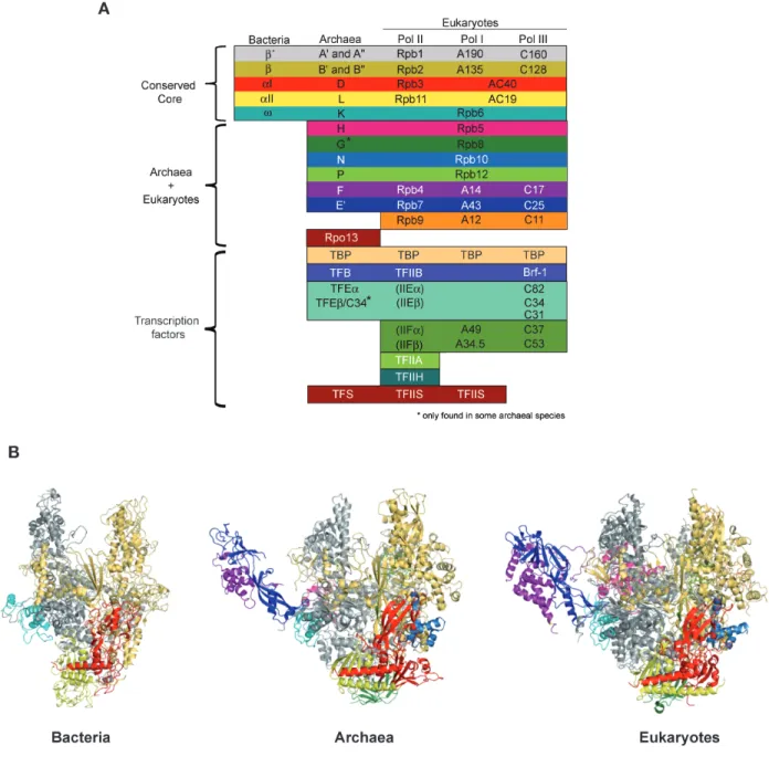 Figure   2:   Composition   and   structure   of   multisubunit   RNAPs.   (A)   Homology   pattern   of   the   subunits   in   the    RNAPs   of   bacteria,   archaea   and   eukaryotes   (Werner,   2012)