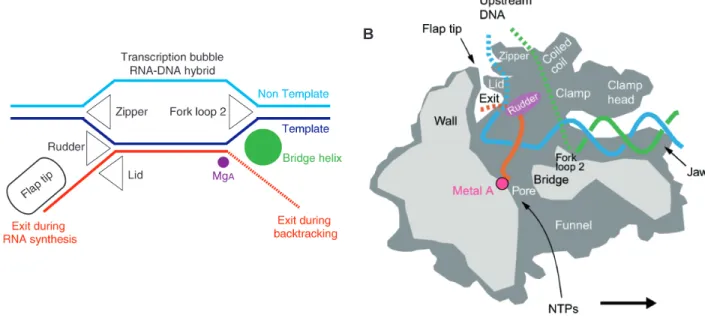 Figure   4.   The   RNAP   elongation   complex.   (A)   Schematic   presentation   of   the   arrangement   of   nucleic   acids   during   RNA    chain   elongation